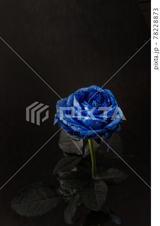 青い薔薇　Blue rose flower photo for background  78228873