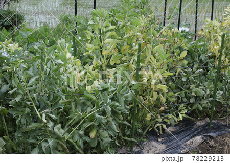 ソラマメ収穫末期 ソラマメ収穫末期 78229213