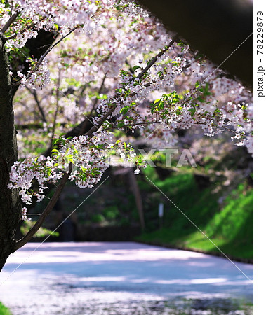 弘前公園のさくらと花筏 78229879