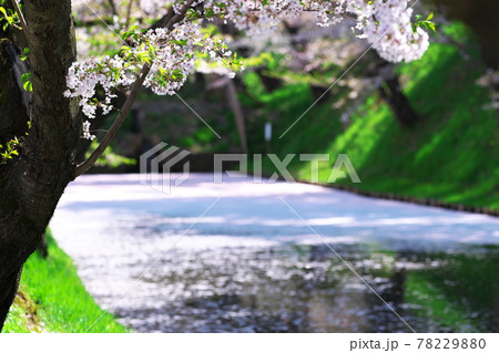 弘前公園のさくらと花筏 弘前公園のさくらと花筏 78229880