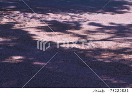 弘前公園のさくらと花筏 弘前公園のさくらと花筏 78229881