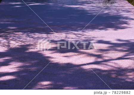 弘前公園のさくらと花筏 弘前公園のさくらと花筏 78229882