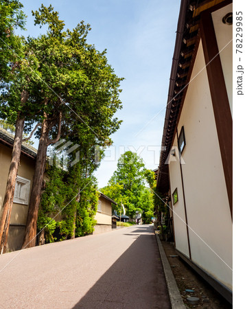 初夏の古都　小布施の美しい景色　北斎館前のメタセコイヤ 78229985