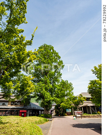 初夏の古都 小布施の美しい景色 北斎館前のメタセコイヤ 初夏の古都 小布施の美しい景色 北斎館前のメタセコイヤ 78229992