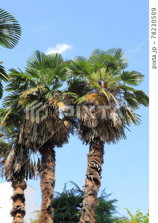 大きなシュロの木 78230509