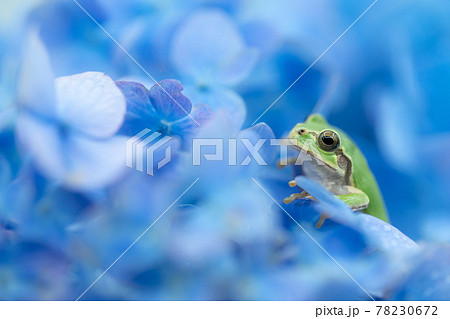 紫陽花と雨蛙 78230672