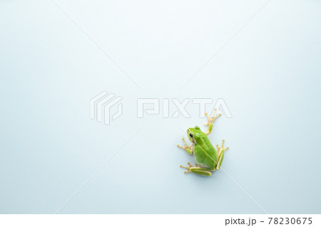 紫陽花と雨蛙 78230675