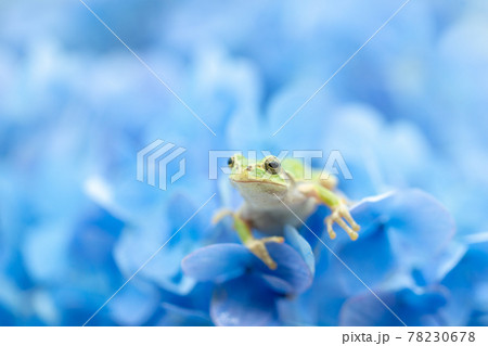 紫陽花と雨蛙 紫陽花と雨蛙 78230678