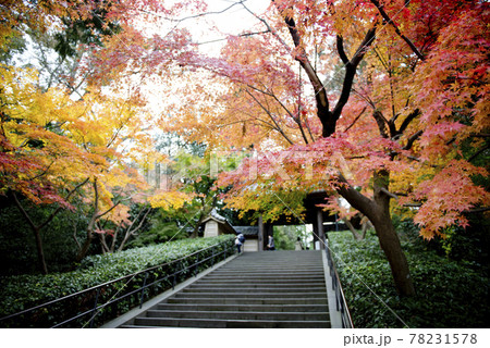 瑞鹿山 円覚寺, 北鎌倉の紅葉 瑞鹿山 円覚寺, 北鎌倉の紅葉 78231578