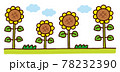 ひまわり畑に咲くひまわり 78232390