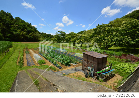 八王子鑓水絹の道の初夏はこんな感じ 78232626