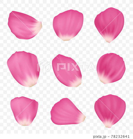 Set of pink rose petals. Template is isolated on a transparent background Set of pink rose petals. Template is isolated on a transparent background 78232641