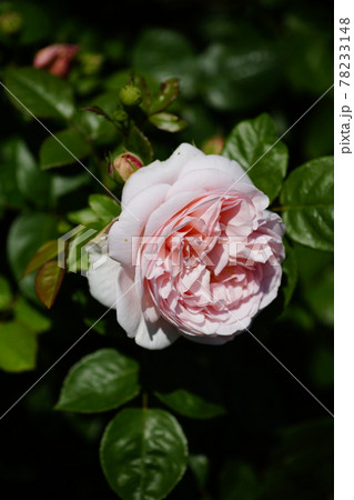 薔薇 (アンブリッジ・ローズ) 薔薇 (アンブリッジ・ローズ) 78233148