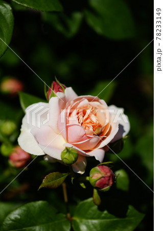 薔薇 (アンブリッジ・ローズ) 薔薇 (アンブリッジ・ローズ) 78233149