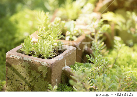 ガーデニングイメージ　多肉植物 78233225