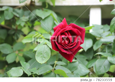 奈良のバラ園 78233559