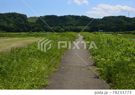 あきる野市小川の初夏はこんな感じ 78233773