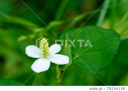 満開のドクダミ草 満開のドクダミ草 78234138