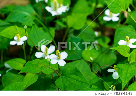 満開のドクダミ草 78234145