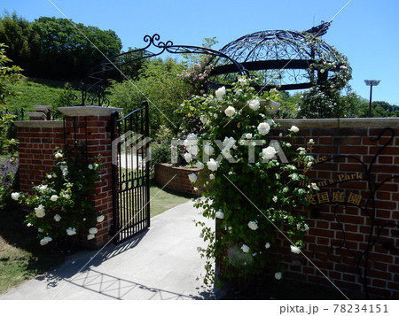 バラの花咲く本宮市の英国庭園 バラの花咲く本宮市の英国庭園 78234151