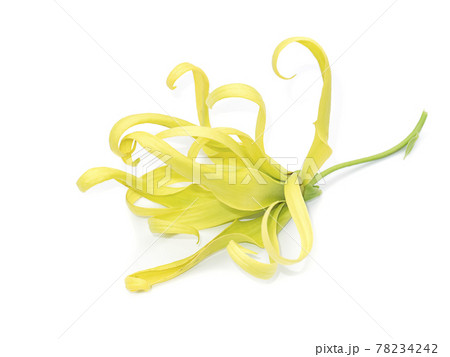 Close up Yellow Chinese Desmos flower. Close up Yellow Chinese Desmos flower. 78234242