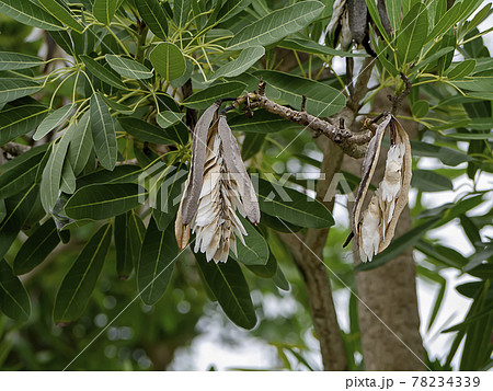Close up Caribbean trumpet-tree seeds on the tree. 78234339