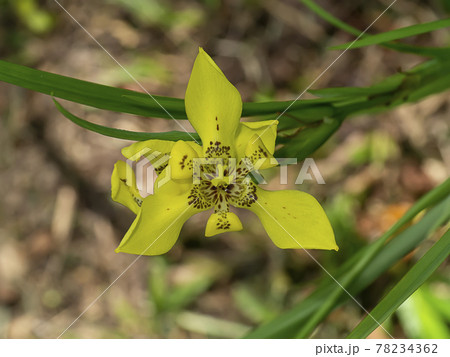 Close up Yellow walking iris flower. Close up Yellow walking iris flower. 78234362