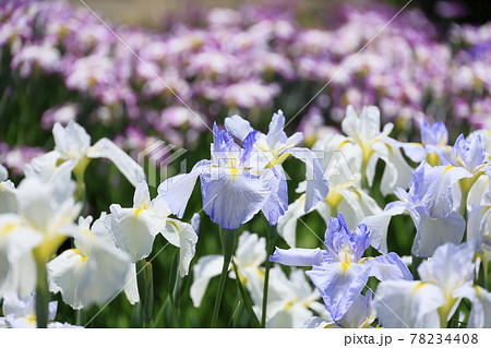 馬見丘陵公園　春 満開の花菖蒲園 78234408