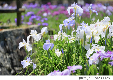 馬見丘陵公園　春 満開の花菖蒲園 78234425