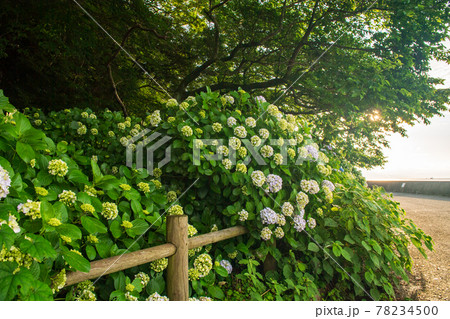 梅雨の似合うアジサイが海沿いの住吉自然公園に咲く風景 78234500