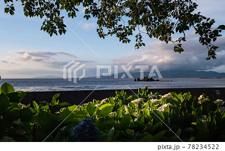 梅雨の似合うアジサイが海沿いの住吉自然公園に咲く風景 78234522