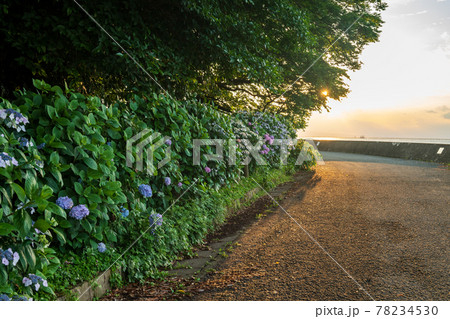 梅雨の似合うアジサイが海沿いの住吉自然公園に咲く風景 78234530