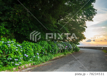 梅雨の似合うアジサイが海沿いの住吉自然公園に咲く風景 78234531
