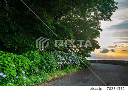 梅雨の似合うアジサイが海沿いの住吉自然公園に咲く風景 78234532