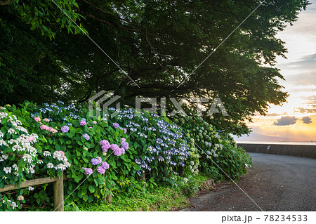 梅雨の似合うアジサイが海沿いの住吉自然公園に咲く風景 78234533