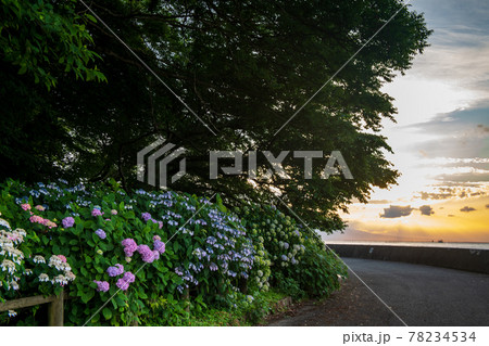 梅雨の似合うアジサイが海沿いの住吉自然公園に咲く風景 78234534
