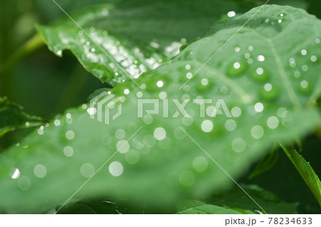 雨上がりのアジサイの葉3 丸ボケになった水滴の光が綺麗でした 雨上がりのアジサイの葉3 丸ボケになった水滴の光が綺麗でした 78234633