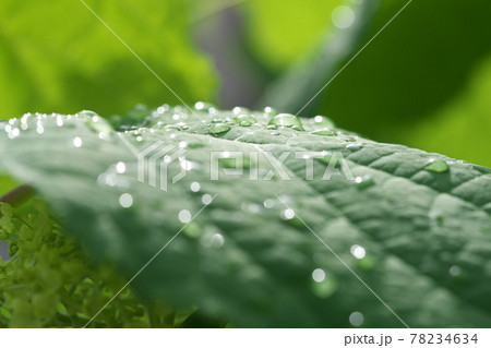 雨上がりのアジサイの葉4　丸ボケになった水滴の光も綺麗でした 78234634