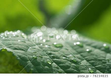 雨上がりのアジサイの葉5 丸ボケになった水滴の光が綺麗でした 雨上がりのアジサイの葉5 丸ボケになった水滴の光が綺麗でした 78234635
