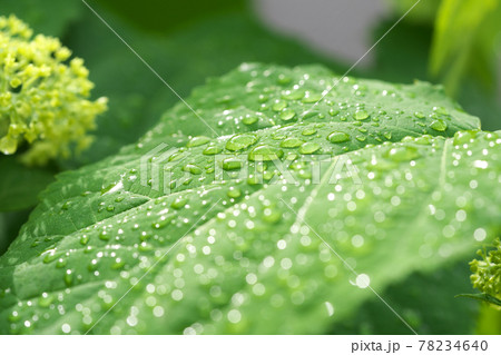 雨上がりのアジサイの葉10 丸ボケになった水滴の光も綺麗でした 雨上がりのアジサイの葉10 丸ボケになった水滴の光も綺麗でした 78234640