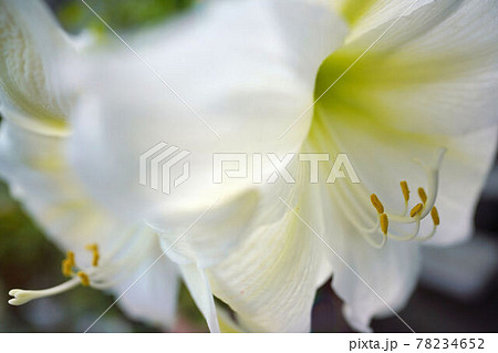 アマリリスの花 スノーホワイトの写真素材