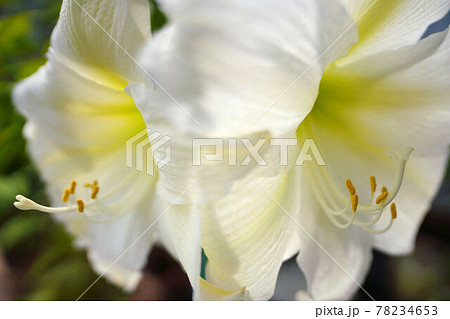アマリリスの花 スノーホワイトの写真素材