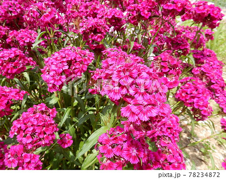 かれんに咲くセキチク 78234872