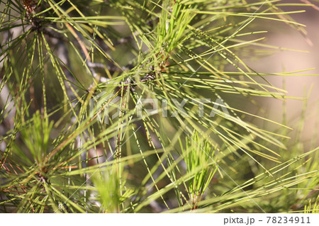 Branches of evergreen needles in forest closeup Branches of evergreen needles in forest closeup 78234911
