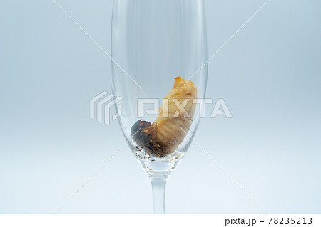 人工蛹室でのカブトムシメスの蛹化 人工蛹室でのカブトムシメスの蛹化 78235213