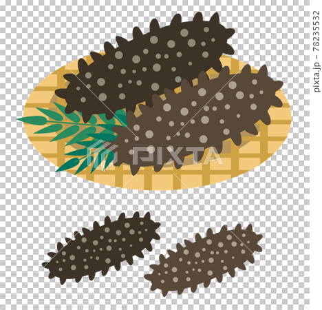 Sea cucumber illustration Sea cucumber illustration 78235532