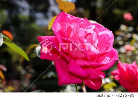 バラ ローズ 薔薇 ピンク 美しい 優美 バラ ローズ 薔薇 ピンク 美しい 優美 78235739