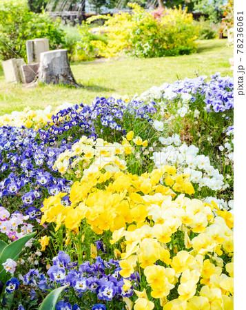 初夏の古都　小布施の美しい景色　満開の草花に彩られたくつろげる公園 78236061