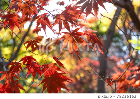 紅葉 もみじ 赤い 夕焼け 美しい 鮮やか	黄色　綺麗　秋 78236162