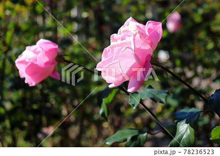 ピンク 花畑 薔薇 ローズ バラ 美しい　花壇　ガーデン 78236523